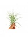 Tillandsia Gardneri  - 1