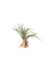 Tillandsia Harrisii  - 1