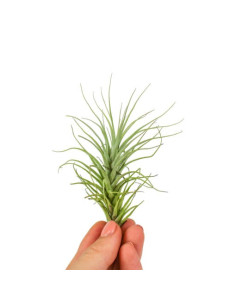 Tillandsia Heteromorpha  - 1