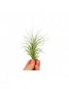 Tillandsia Heteromorpha  - 1