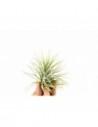 Tillandsia Ionantha green  - 1