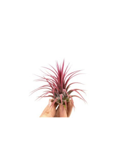 Tillandsia Ionantha red  - 1