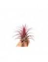 Tillandsia Ionantha red  - 1