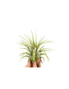 Tillandsia Ionantha Rubra  - 1