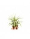 Tillandsia Ionantha Rubra  - 1