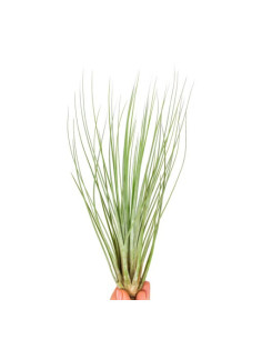 Tillandsia Juncifolia  - 1