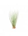 Tillandsia Juncifolia  - 1