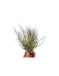 Tillandsia Magnusiana  - 1