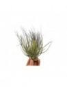 Tillandsia Magnusiana  - 1