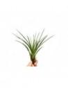 Tillandsia Melanocrater green  - 1