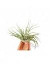 Tillandsia Oaxacana  - 1