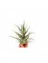 Tillandsia Pruinosa  - 1