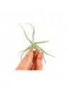 Tillandsia Reichenbachii  - 1