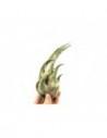 Tillandsia Seleriana  - 1