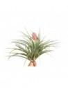Tillandsia Silver  - 1