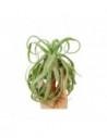 Tillandsia Streptophylla  - 1