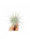 Tillandsia Tectorum  - 1