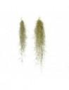Tillandsia Usneoides  - 1