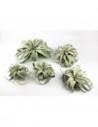 Tillandsia Xerographica  - 1