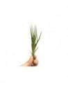 Tillandsia Albertiana  - 1