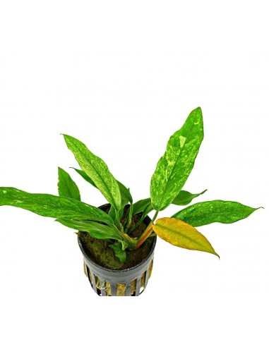 Anubias minima variegata  - 1