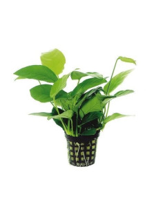 Anubias mix  - 1