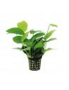 Anubias mix  - 1