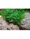 Crepidomanes Malabaricum cup 80 cc  - 1