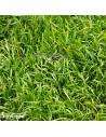 Tapis Lilaeopsis novae-Zelandia 30x20cm  - 1