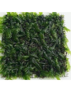 Fissidens nobilis 9x9cm  - 1
