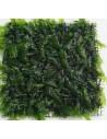 Fissidens nobilis 9x9cm  - 1