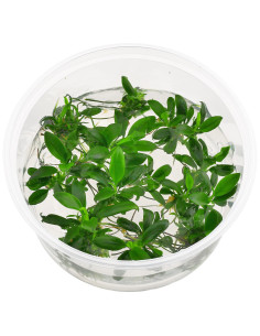 Anubias barteri var. nana 'mini' - In Vitro Cup  - 1