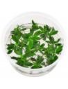 Anubias barteri var. nana 'mini' - In Vitro Cup  - 1