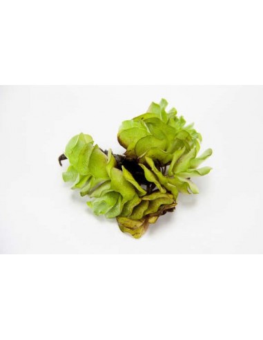 Salvinia auriculata  - 2