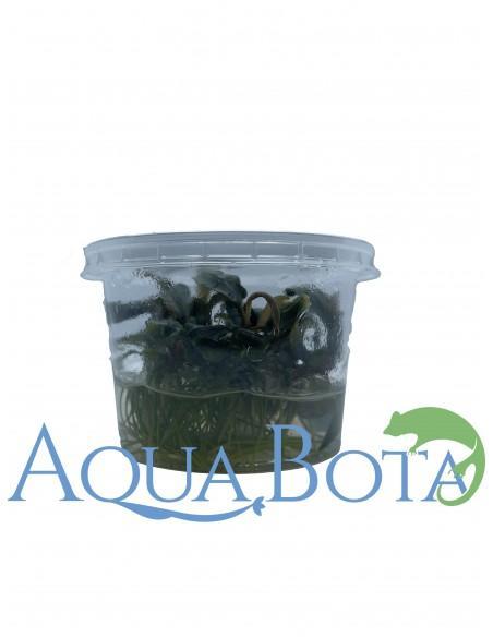 Bucephalandra brownie 'Purple' In-vitro  - 1
