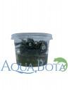 Bucephalandra brownie 'Purple' In-vitro  - 1