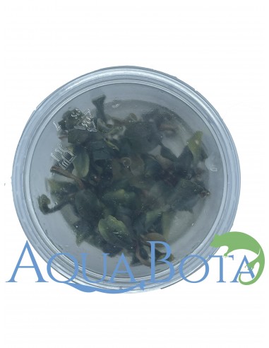 Bucephalandra brownie 'Purple' In-vitro  - 2
