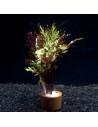 Selaginella erythropus 'Sanguinea'  - 1