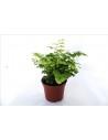 Adiantum Fritz-luthi  - 1