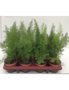 Asparagus Meyeri  - 1