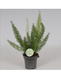 Asparagus Falcatus  - 1