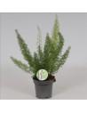 Asparagus Falcatus  - 1
