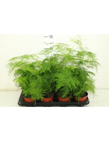 Asparagus Plumosus  - 1