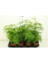 Asparagus Plumosus  - 1