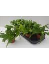 Asplenium Hurricane  - 1