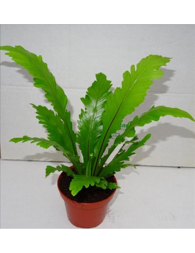 Asplenium Nidus Campio  - 1