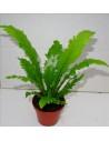 Asplenium Nidus Campio  - 1