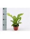 Asplenium Nidus  - 1