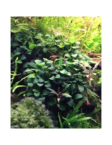Anubias barteri var. nana 'Bonsai' Invitro  - 1