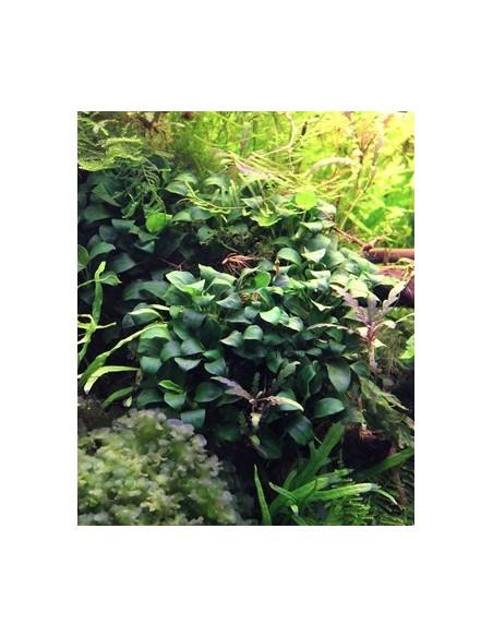 Anubias barteri var. nana 'Bonsai' Invitro  - 1